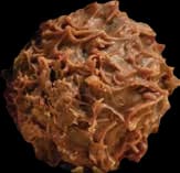 Hazelnut cream filled milk truffle